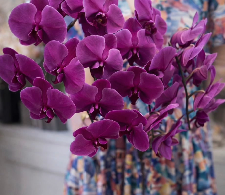 February at The Flower Courtyard