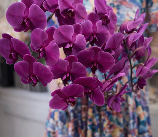 February at The Flower Courtyard